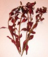 Ludwigia repens 'Rubin' - 3.90€